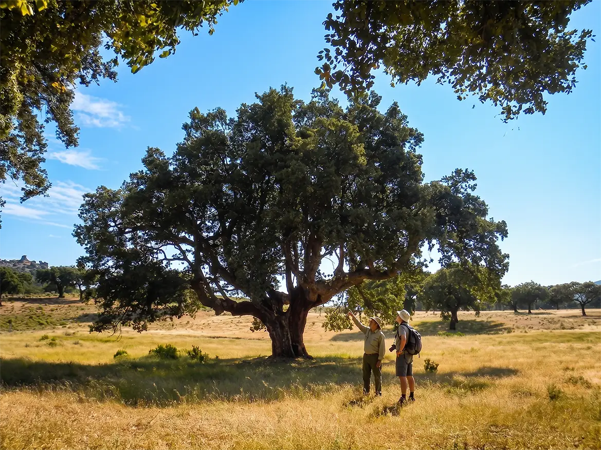 Árbol singular de la Dehesa