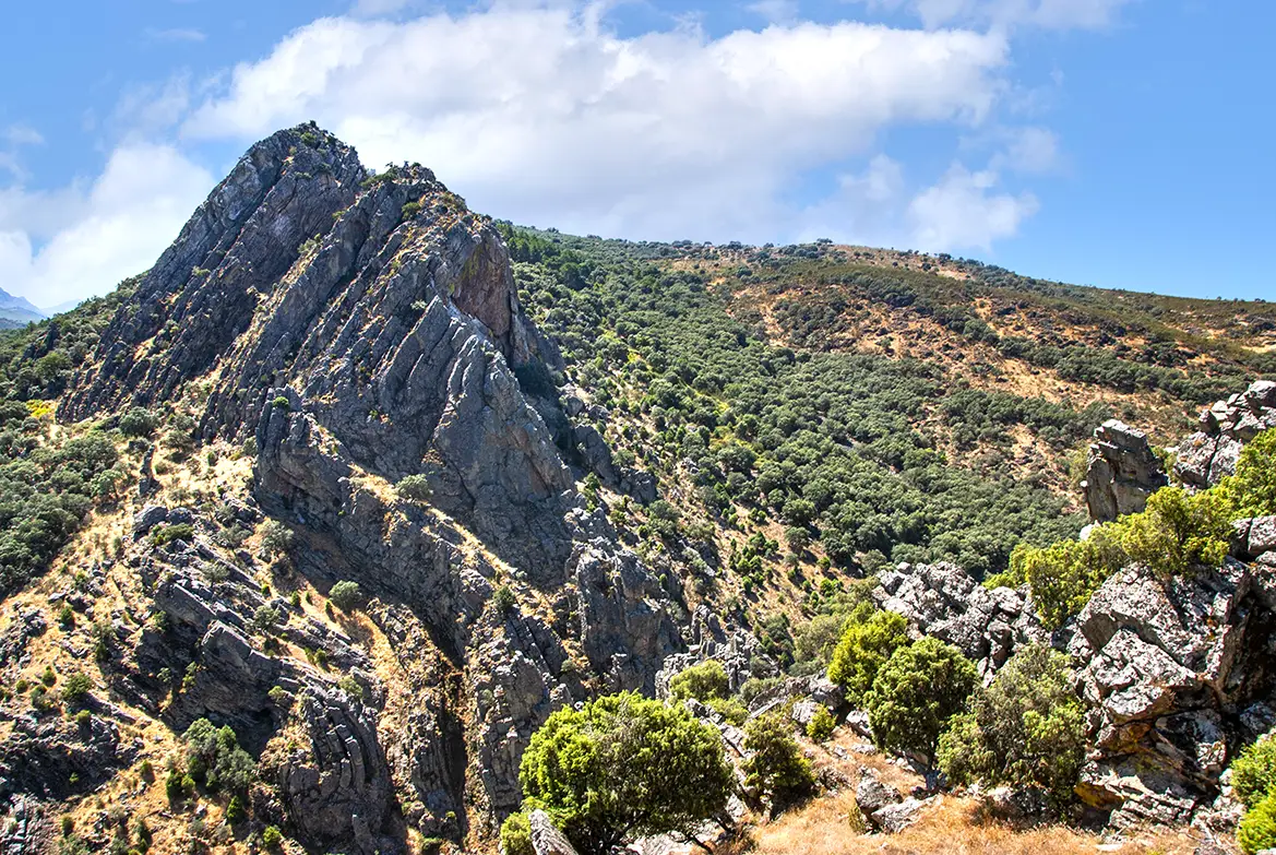 Apreturas del Almonte