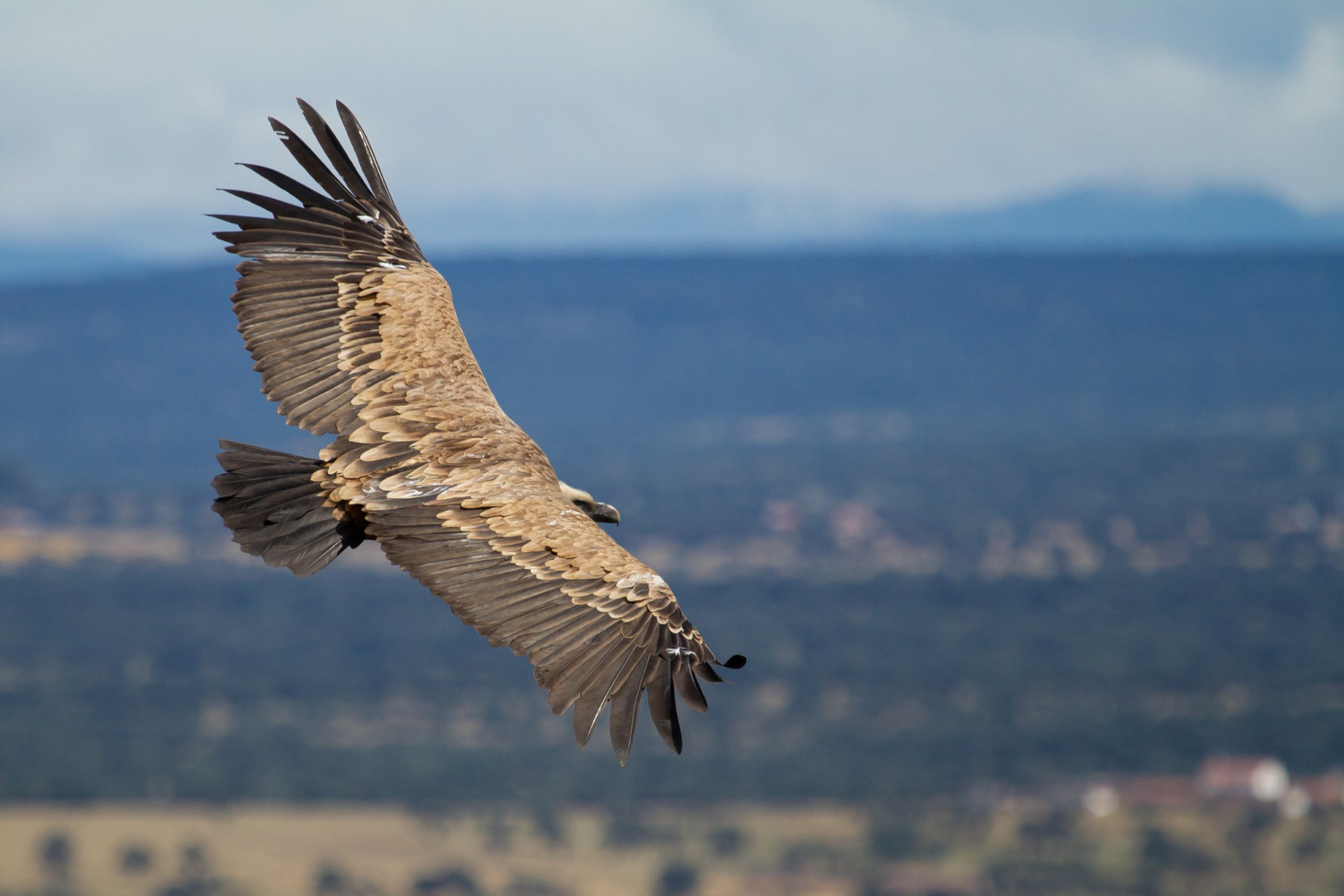 Rutas Birding in Extremadura