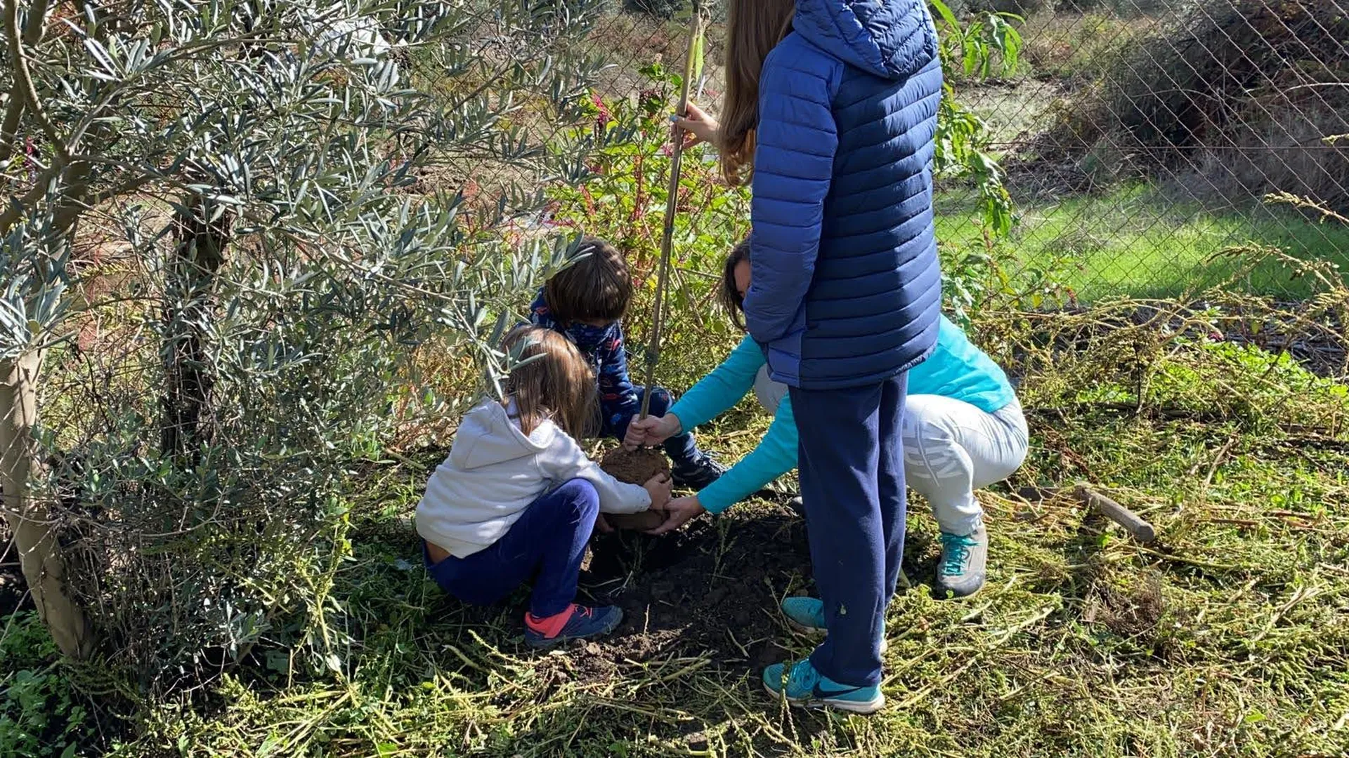 Apadrina un olivo: crea vida y deja tu huella en el Tajo Internacional