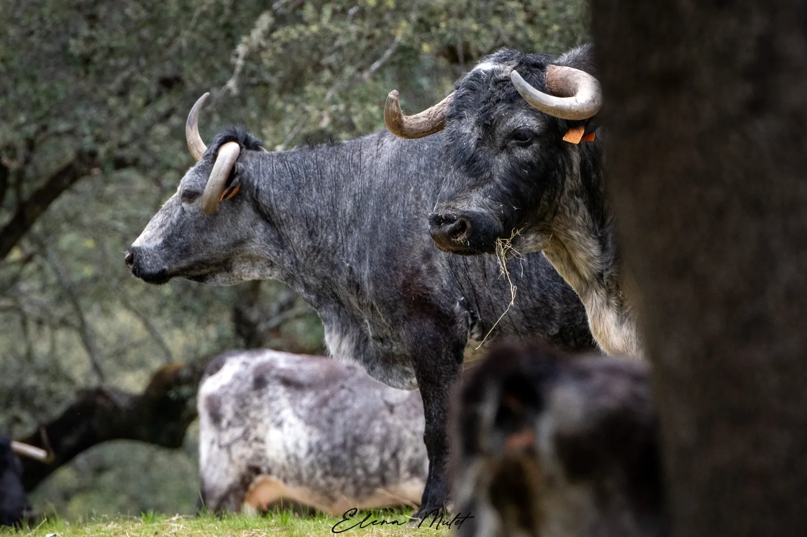 Toros de Pablo Mayoral