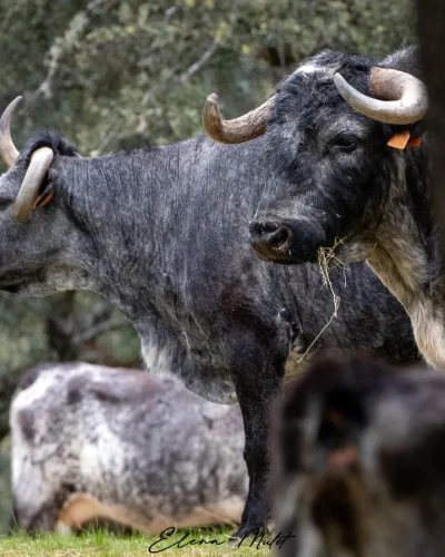 toros pablo mayoral (4) - visita guiada toros