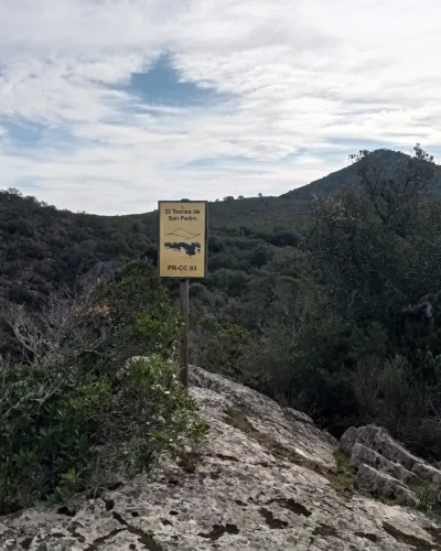 torrico -salorino